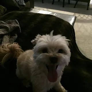Beau V.
