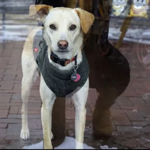 Coop will greet you as you arrive