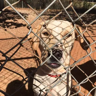 This sweet girl has been here for 3 weeks and she is still so heart breakingly skinny.