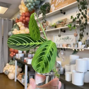 Mothers Day Rare Plant Sale!!