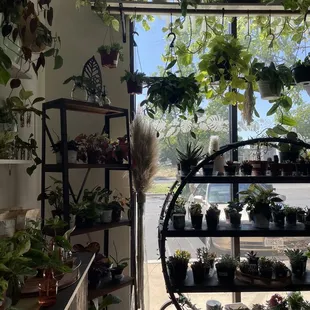 displays of plants &amp; propagation going on