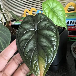 Alocasia dragon scale