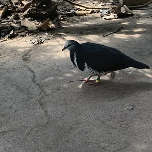 A bird who loved my son's black shoes with white trim.