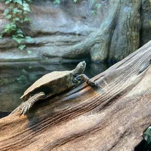 Turtle... but not the chocolate kind.