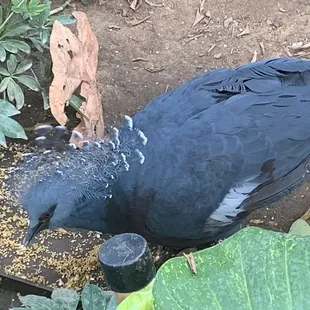 A cool bird at the aviary. I loved his crown.