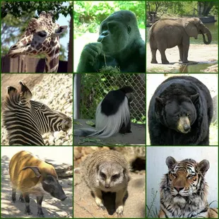 Close-ups of some of the animals we saw