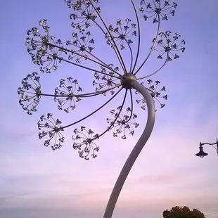 Seeds of Light by Arlon Bayliss (2016)