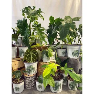 Seek Truth Gardens First Rare Plant Collection!