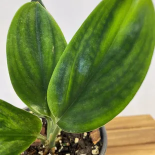 Scindapsus Treubii Datk Form