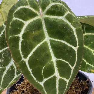 Anthurium Crystallinum
