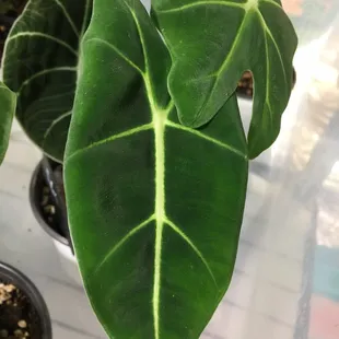 Alocasia Frydek
