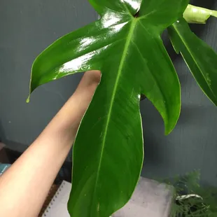 Philodendron Squamiferum