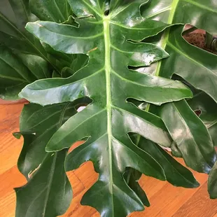 Philodendron Bob Cee