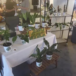 This is Seek Truth Gardens at 1st Ave Artisan Market downtown El Paso on Sundays.