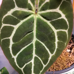 Anthurium Crystallinum
