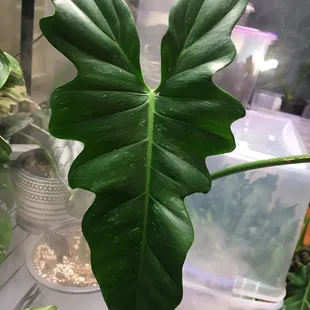Philodendron Golden Dragon