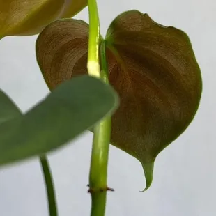 Philodendron Lupinum