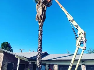 El Paso Arborists