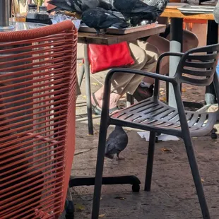 Pigeons enjoy the food too