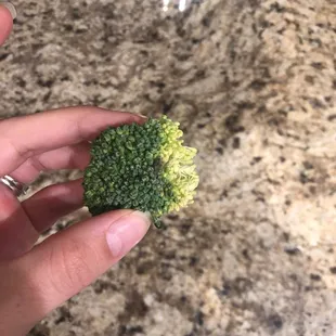 a hand holding a piece of broccoli