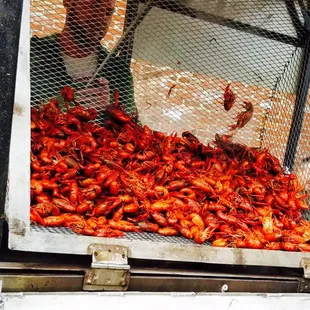 a large pile of crawfish