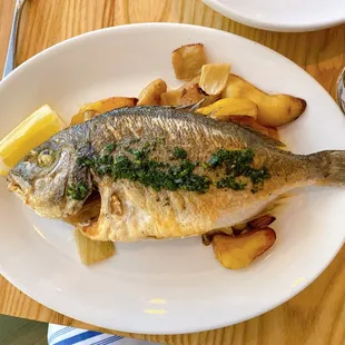 Sea Bream