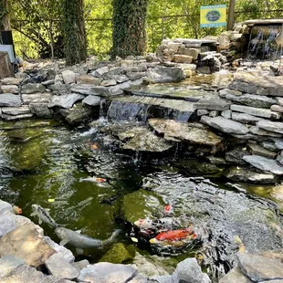 a koi fish pond
