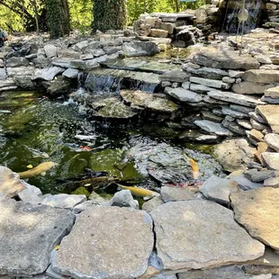 a fish pond