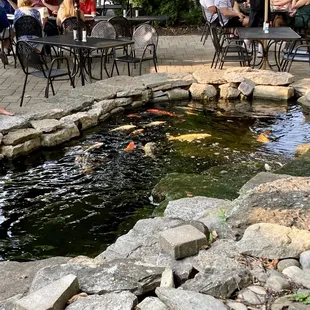 Coy pond by patio