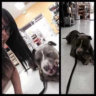 one of my foster dogs enjoying the bully stick he chose at self serve pet spa