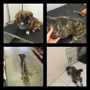 Rented some clippers and unleashed my inner groomer on my foster dog rocket!