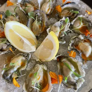 Oysters