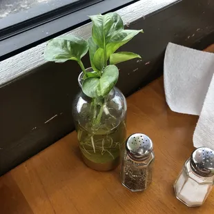 a potted plant and salt shakers