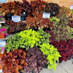 Beautiful coleus! Love their plant selection!