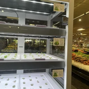 Freshly grown greens!