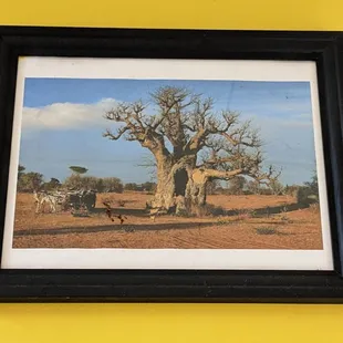 The Baobob tree