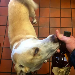 Jake the liquor store dog. So friendly.