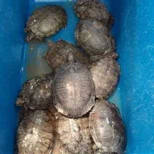 poor turtles...save them
