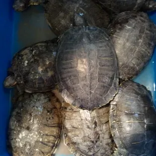 poor turtles...save them