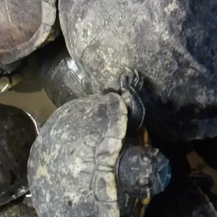 Noooooooooo! Poor turtles...why do people eat then. Soup perhaps. So sad. Save the turtles! Cutie