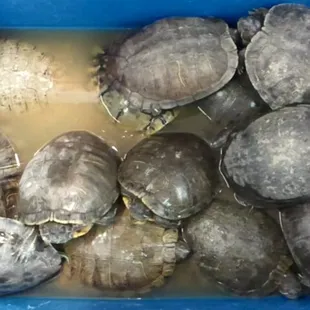 Noooooooooo! Poor turtles...why do people eat then. Soup perhaps. So sad. Save the turtles!