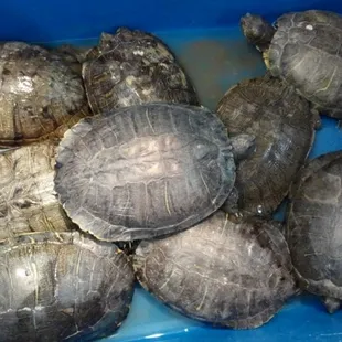 poor turtles...save them