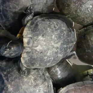 Noooooooooo! Poor turtles...why do people eat then. Soup perhaps. So sad. Save the turtles!