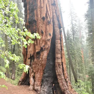 Sequoia National Forest