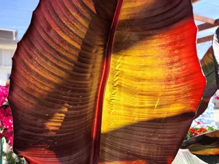 Reimer's Wholesale Nursery