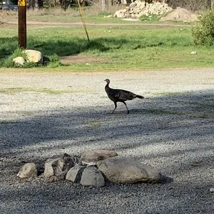 Wild turkeys wandering the property.