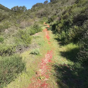 Red carpeted Bridal trail in Spring