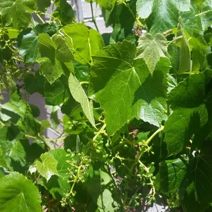 Organic grapes, apples, pears and cherries are grown on campus.