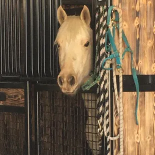 First box stall for this guy!