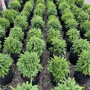 Boxwood Green Velvet